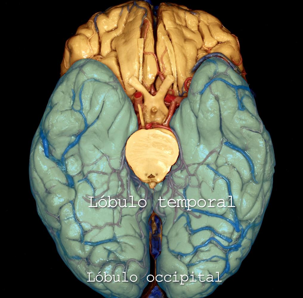 aeducar's tweet photo. Superficie cerebral basal 🧠
✅ | Leer: https://t.co/ujziy2OV8V
✒️ | Autor: Dr. Facundo Rodríguez, médico neurocirujano.
#anatomia #neuroanatomia #cerebro #craneo #cerebelo #troncocerebral #poligonodewillis #lobulofrontal #lobulooccipital #lobulotemporal #asociacioneducar https://t.co/cfHcclkooh