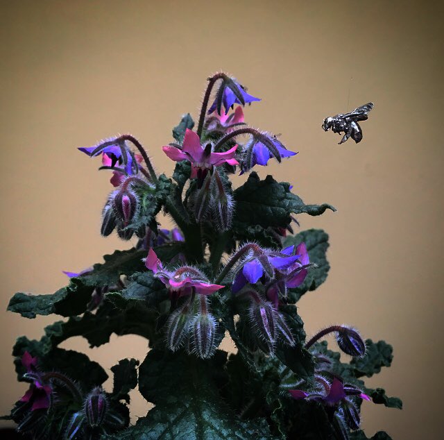 #honeybee &amp; #borage  
~~~~~
#wildflower #silver #bee <a href="/CBsilversmiths/">British Silversmiths</a>