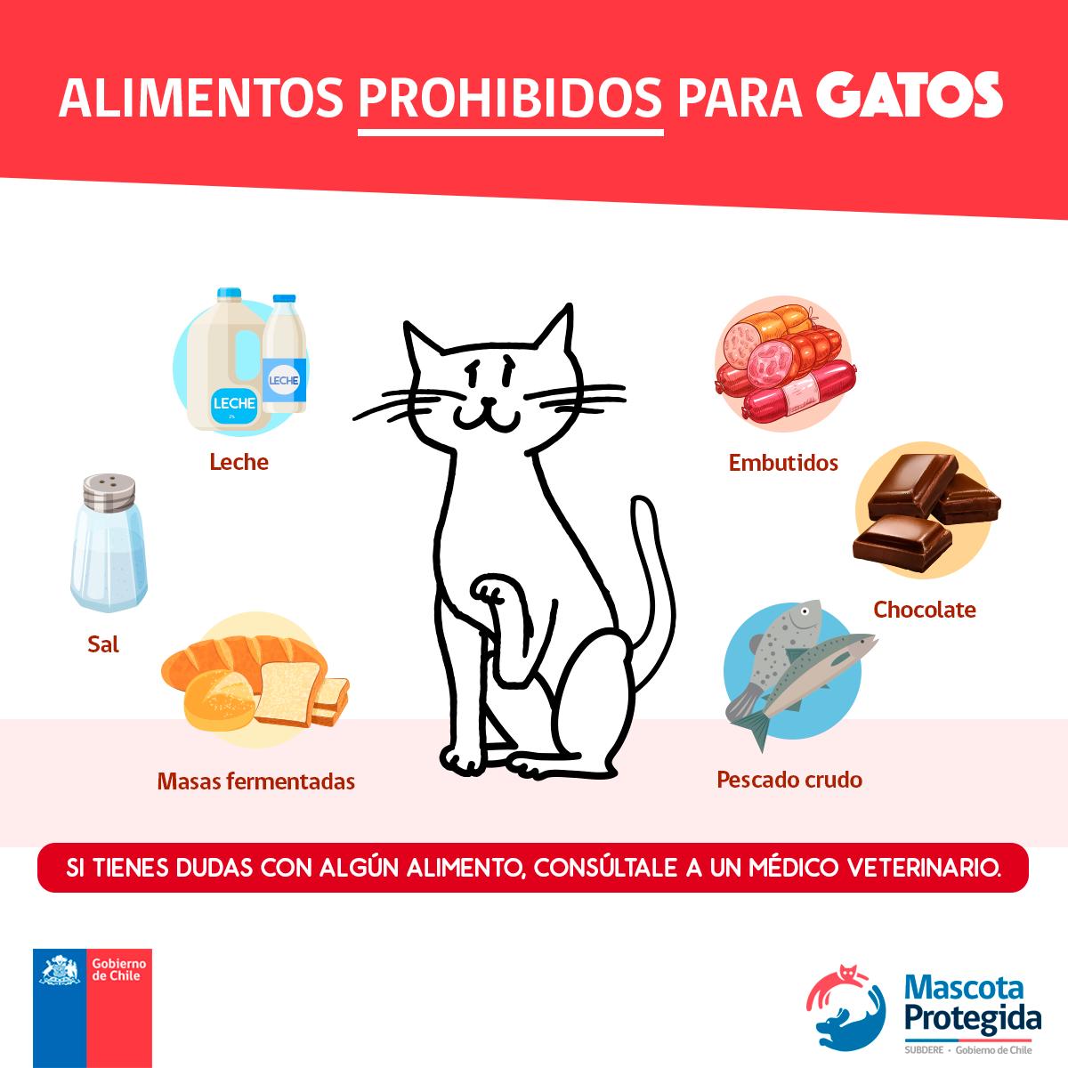 MascotaGob's tweet photo. #GatoTips 😻 Atención con estos alimentos prohibidos. ¡Cuida a tu gatito! No pongas en riesgo su salud ⚠️ https://t.co/gAbECXUwsx
