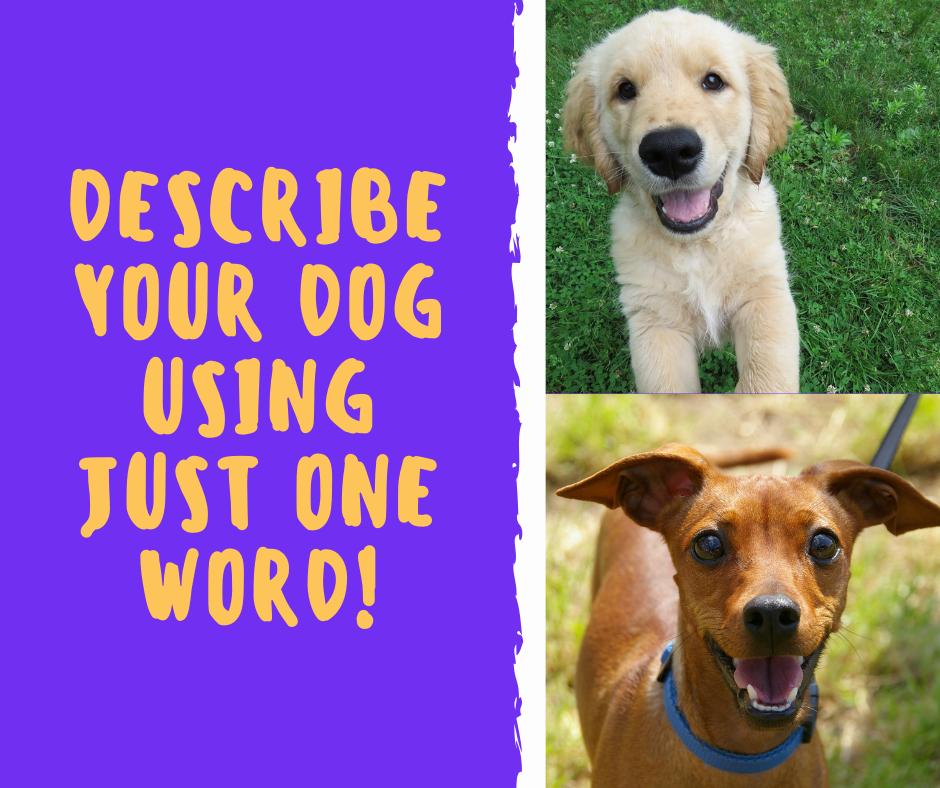 vivamune's tweet photo. Can you do it?  #describeyourdog #oneword https://t.co/Hswnb8Bped