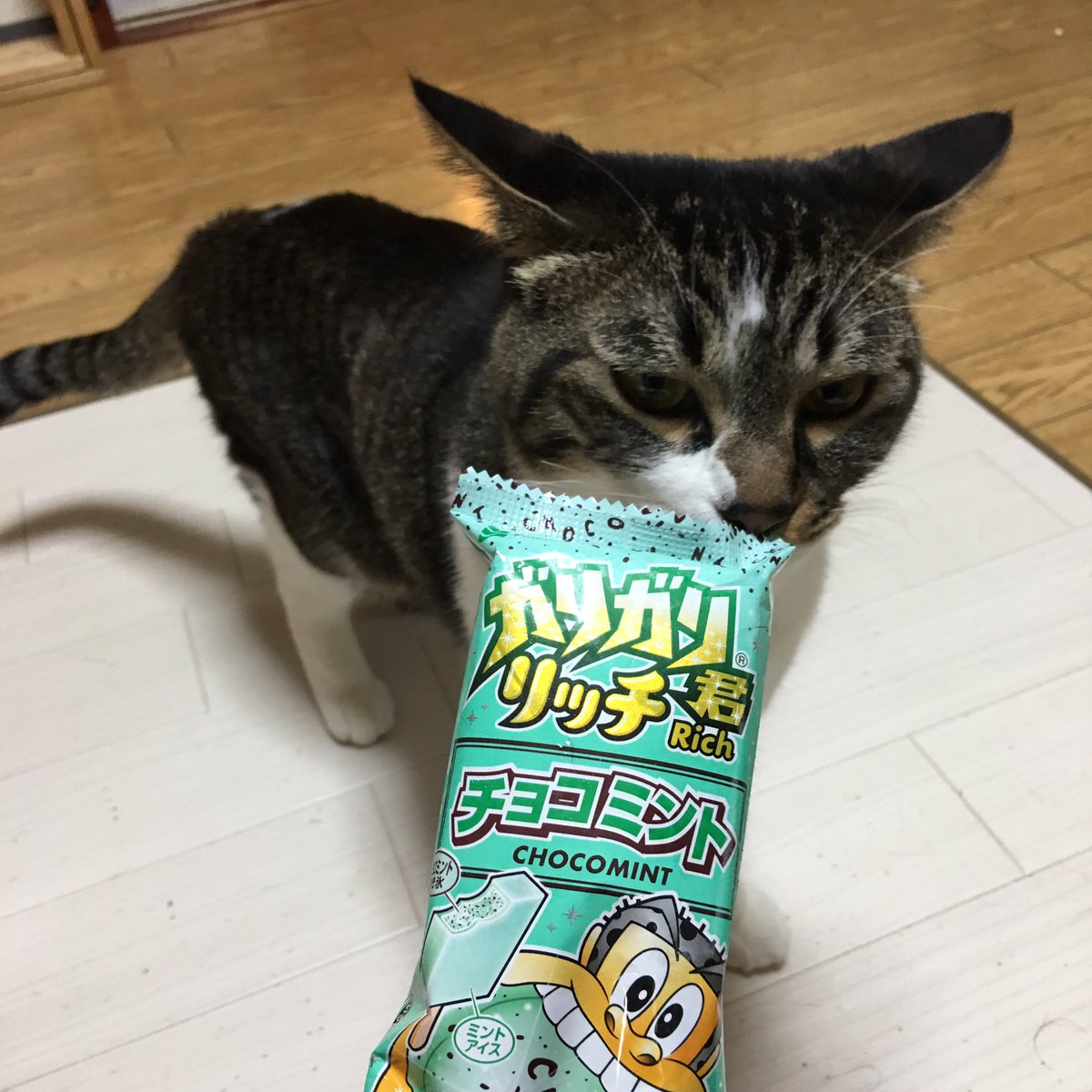 しなこ おれのかもしれないから いちお においつけとこっと キジトラ ラファエル カサカサいうものは 食べ物かもしれないから 必ずチェック がりがり君リッチチョコミント 美味しい 最近気づいたけど やっぱり貧乏舌だった チープな味のチョコ