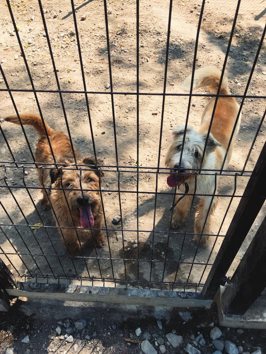 versada_team's tweet photo. Wonderful weather in Lithuania! ☀️ Today we visited animal shelter VšĮ Penkta koja. We walked some dogs, gave them treats and spent time outside the city and offices. This time was delightful! 😊 We encourage you to visit them as well! #Versada #Team #GreatTime https://t.co/ghS5pgUX0C