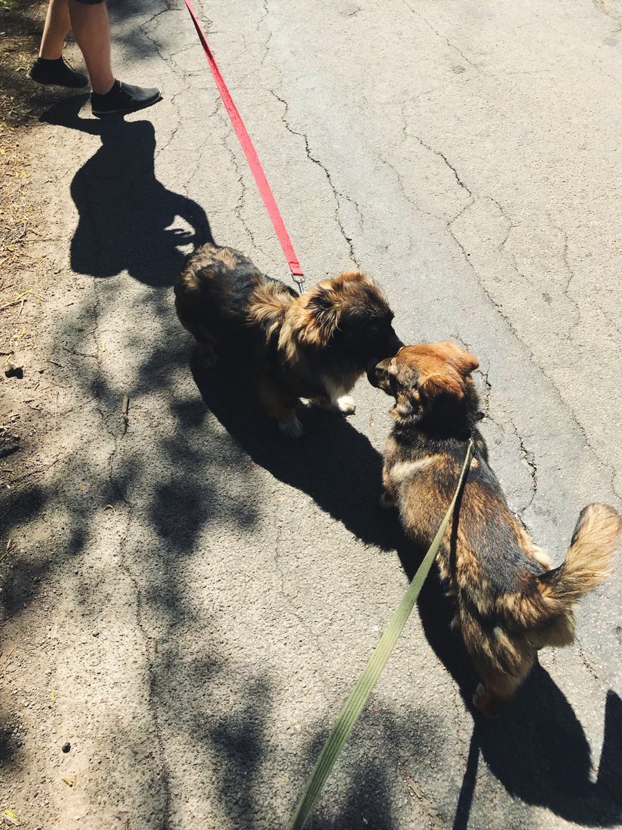 versada_team's tweet photo. Wonderful weather in Lithuania! ☀️ Today we visited animal shelter VšĮ Penkta koja. We walked some dogs, gave them treats and spent time outside the city and offices. This time was delightful! 😊 We encourage you to visit them as well! #Versada #Team #GreatTime https://t.co/ghS5pgUX0C