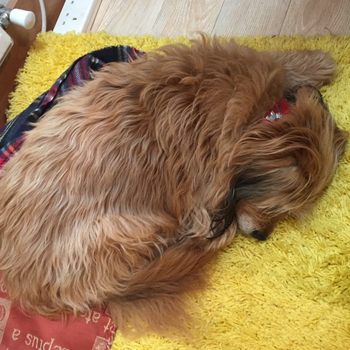 LJSedgwick's tweet photo. I'm not sure my writing muse understands her role. Shouldn't muses 'muse', rather than snooze? (While snoring loudly.)  How does your muse behave while you slave away at the desk? #writingmuse #WritingCommunity #writerswhodraw #writerslife #writethatscript #dadsreddress https://t.co/IZ6mYgyCuv
