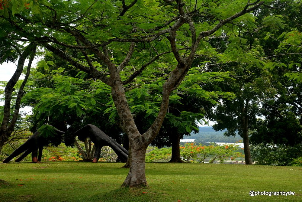 photographbydw's tweet photo. We are sure of uncontaminated oxygen when we grow more trees for a safe and clean environment which benefits everyone. We need everything from the environment but the environment doesn't need anything from us. #keeptheenvironmentsafe #WorldEnvironmentDay #ourenvironment https://t.co/XAe0yyQCSl