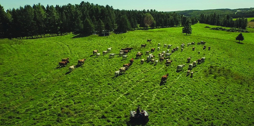 Cattle help sustain pastures and grasslands by preserving the functions and health of these ecosystems, including soil carbon storage and nutrient recycling. #WorldEnvironmentDay