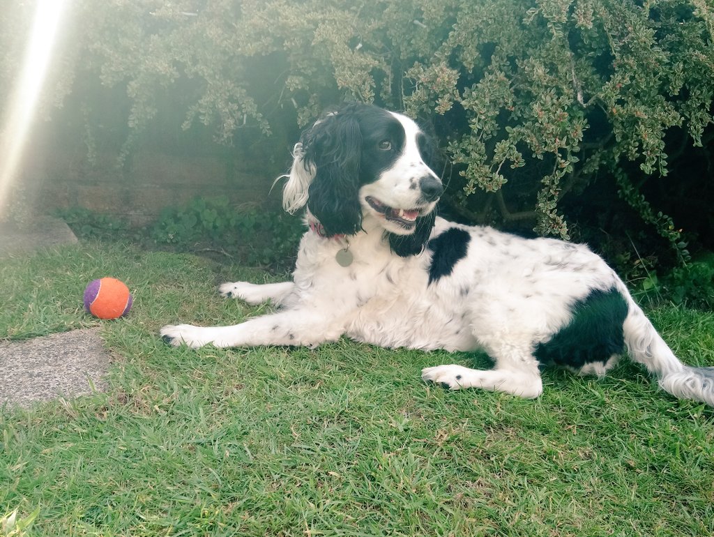 Dragonuto(Toby) tweet media