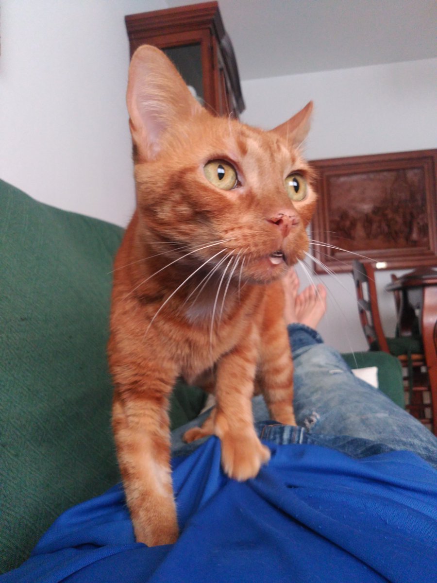 HaiCatt's tweet photo. "Smelly caaaat, sme-e-ely caaat,
whaaat aaaare they feeding youuuu?"
Sí, es #Rupithecat, que también babea, como todo el mundo, cuando echa la siesta. https://t.co/YfmE8kTjp4