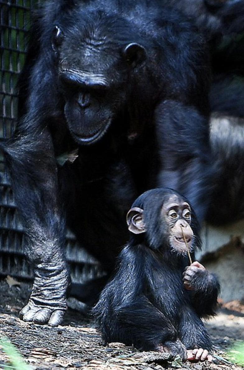 Hanging out with mom! 

#chimps #chimpanzees #janegoodall