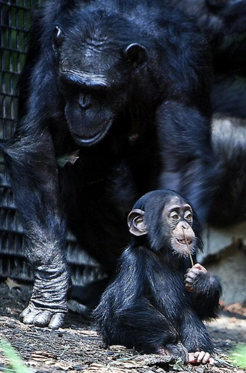 NimaKidsCO's tweet photo. Hanging out with mom! 

#chimps #chimpanzees #janegoodall https://t.co/UXBxK9uOCQ