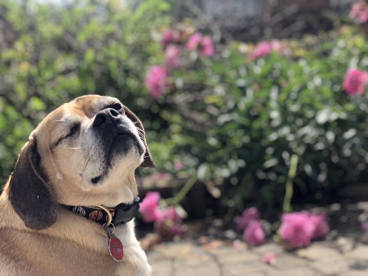 firstdogsSB's tweet photo. WENSDAY MOOD https://t.co/CobBk7WpOc