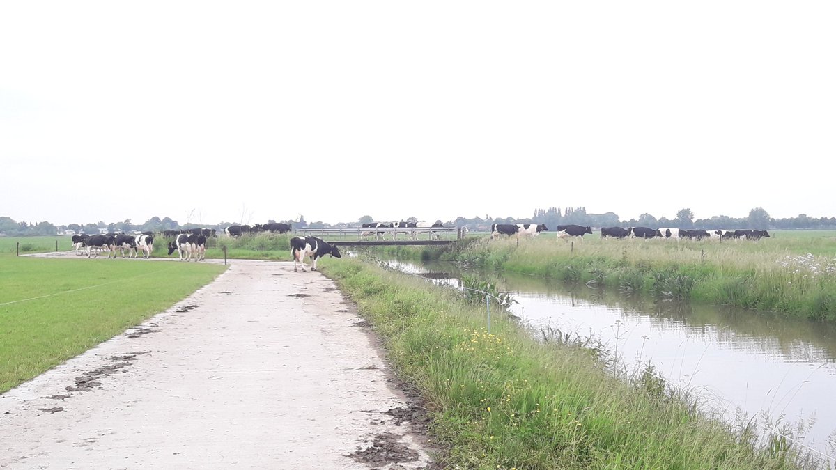 ChristianWinden's tweet image. #weidegang19 nu de koeien op 1,5 km van de stal lopen zie je dat je tog wat oud melkte koeien moet halen. Wat overigens geen straf is. #robotmelken