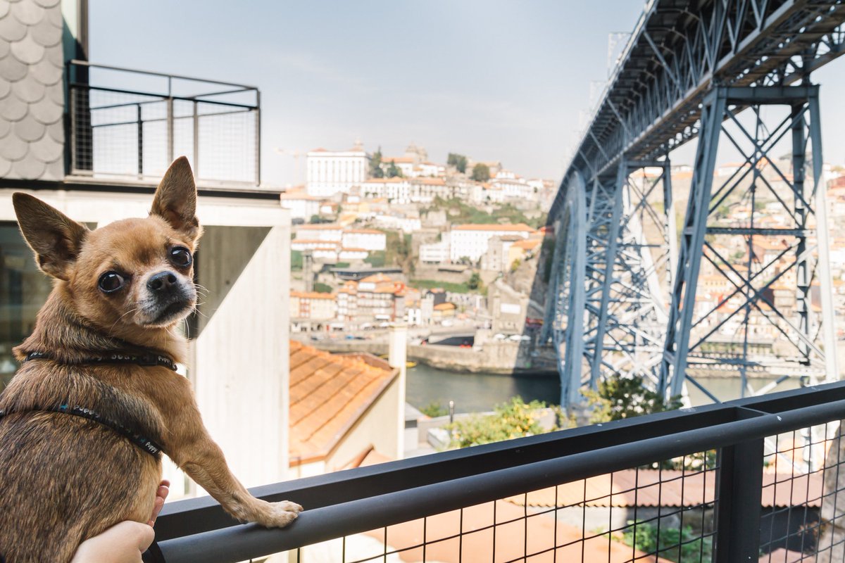 oh_porto's tweet photo. Cloudy day here in Oporto. It's the perfect weather to play a football game - Nations League!! GO Portugal! GO Switzerland! Good luck to all players 🥳
Visit our website --> https://t.co/nv5uSreMcX

#ohporto #OhPorto #Porto #Portugal #lifestylegoals #travelling #nationsleague2019 https://t.co/Osq3Hmm0FM