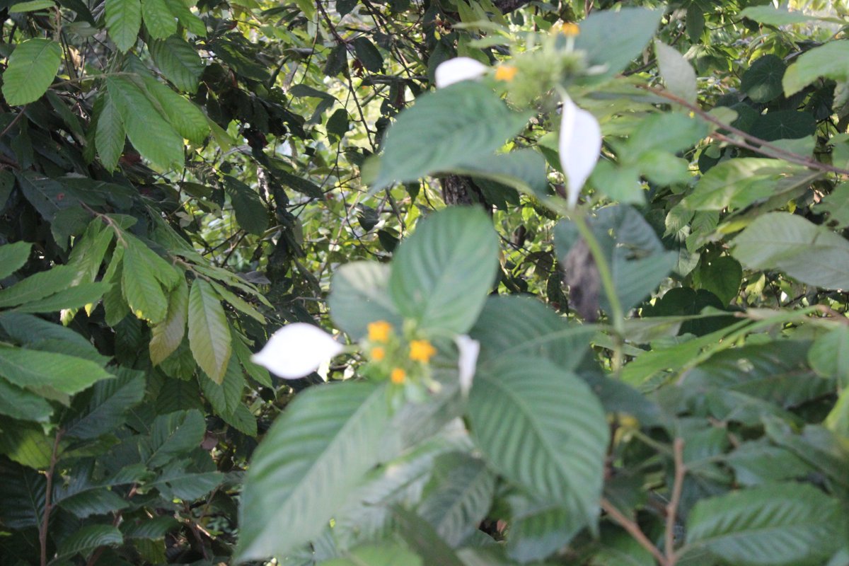 mailalama's tweet photo. Save plants and trees.
#nature #life #ReciprocalRelation
#वातावरण दिवस #WorldEnvironmentDay https://t.co/PbdxqXNTmG