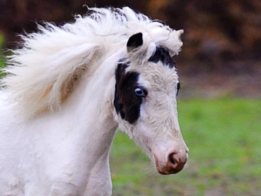traffordminis's tweet photo. Vienna  #mini #mare #horse #miniature #mare #pinto #beautiful #therapy #love #pony #yearling #blueeyes https://t.co/wY4yZHJ24X