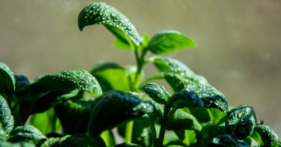 30mhz's tweet photo. https://t.co/Ri8N6x0USN Potential topics for our chat at #GreenTech or #LondonProduceShow : customer stories, the power of our API, or Gartner's Cool Vendors in IoT Platforms for Agriculture. #digitalagriculture https://t.co/SHpgWMUTMj