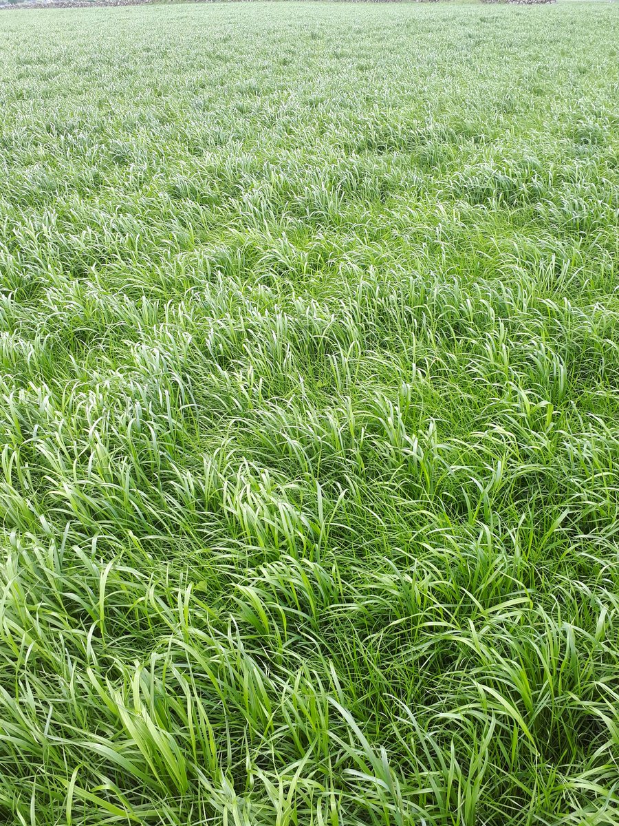 Was cut 3rd may and looking  good today on the 4th June great recovery. <a href="/DLF_IRL/">DLF Seeds IRL</a>