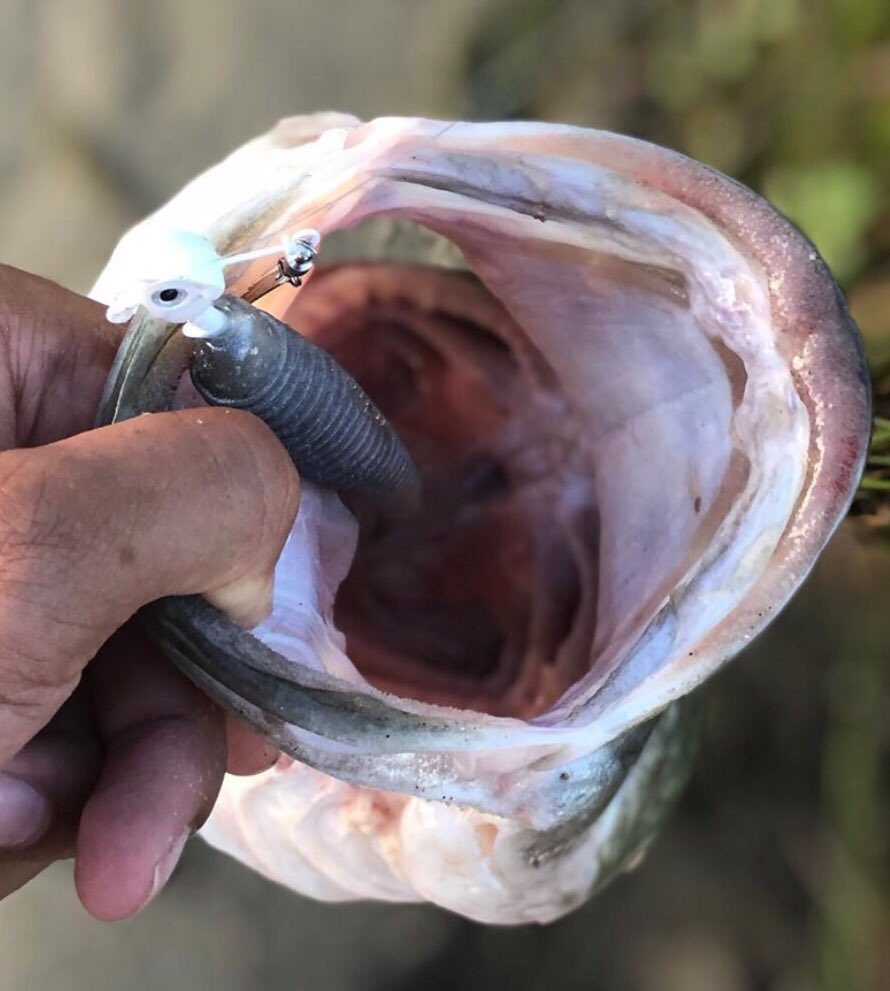 Mouth Shot by Colby! The weight forward design of the Stand-Up Fish Head Spin allows the bait to swim through the water with a head down motion - just like a baitfish. 
#fishheadspin #fishing #bassfishing #standup