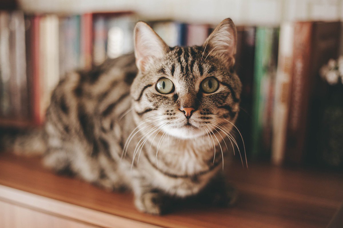 Prevention is the best medicine! Just as eating a healthy diet, getting regular exercise, and having regular physicals with your doctor helps us to keep healthy, it is the same for your pet! 🐶 

Learn more about our preventative care and routine wellness: bit.ly/2oyFae0