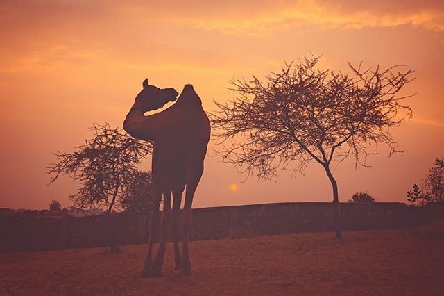 Did you spot the tiny sun?
A little sunset today, from Rajasthan.

#Pushkar #rajasthan #sunsetlover #traveldeeper #camels #resourcemag #roamtheplanet #instatravel #canonasia #camel #desert #silhouette #travelphotographers #travelphotography #travelshot #… bit.ly/2HYgOou