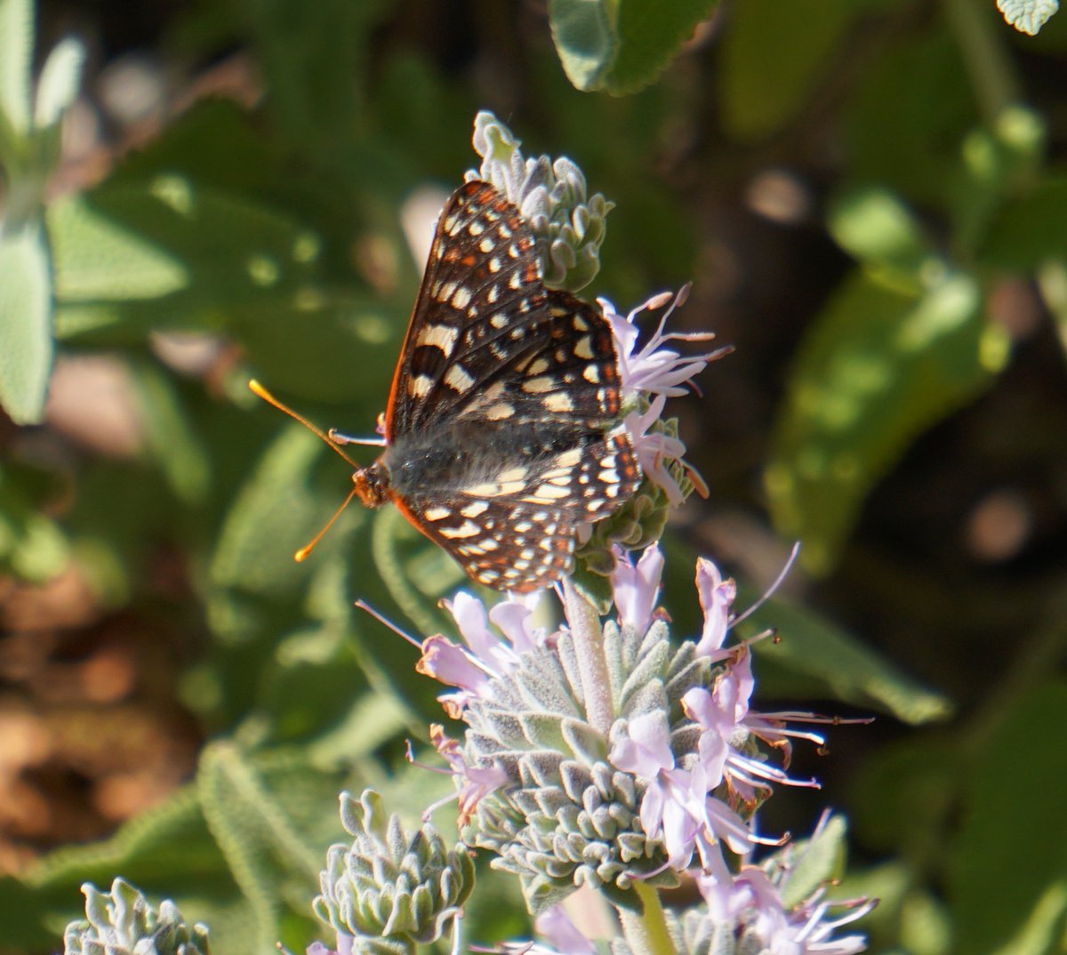 CNPSSCV's tweet photo. Members Plant Sale at the nursery today from 11 - 2pm. Last sale before our summer hiatus! https://t.co/qVMHcjpkGQ https://t.co/C3kVvRc6jQ
