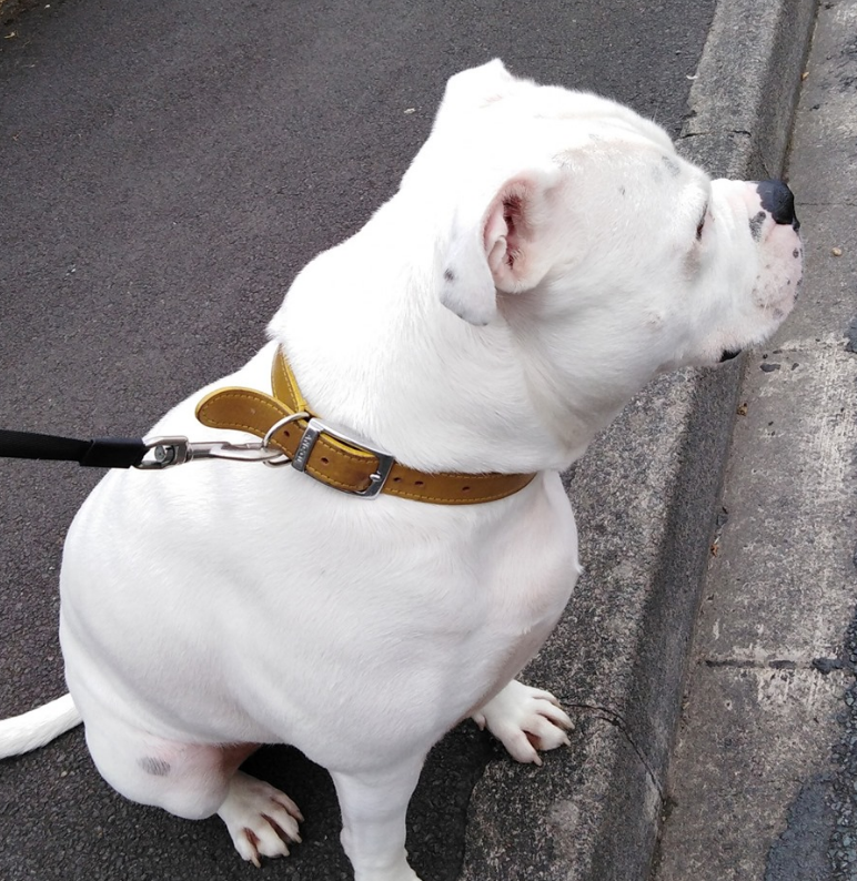 LexiAndPals's tweet photo. Meet Shelby, the newest recruit 🐶

Shelby is a very nervous young chap and over the last few days we've managed our first solo walk together, without his mum or dad. 😍

#DogTraining Tel: 07598 383 786 #Cotswolds
https://t.co/jQxlgVYU4o https://t.co/3sXExotWAL