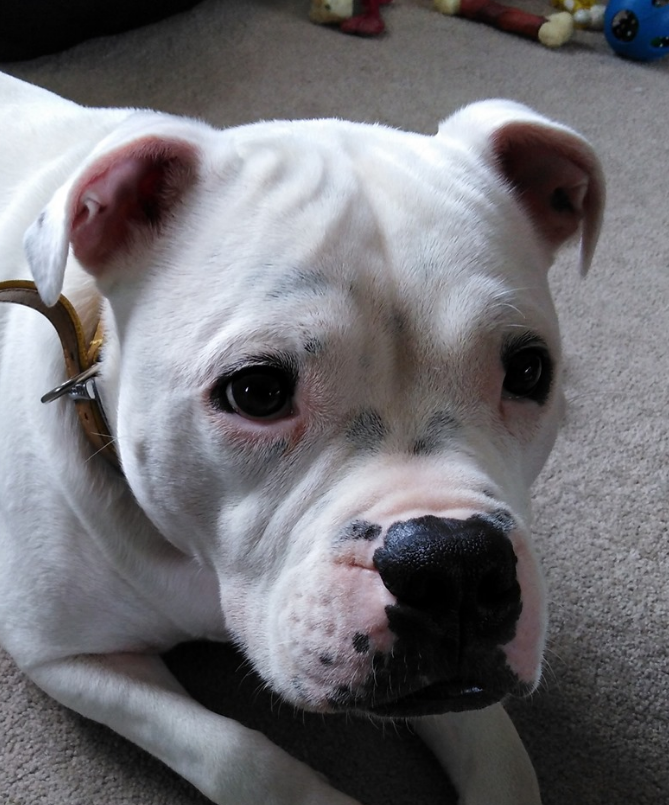 LexiAndPals's tweet photo. Meet Shelby, the newest recruit 🐶

Shelby is a very nervous young chap and over the last few days we've managed our first solo walk together, without his mum or dad. 😍

#DogTraining Tel: 07598 383 786 #Cotswolds
https://t.co/jQxlgVYU4o https://t.co/3sXExotWAL