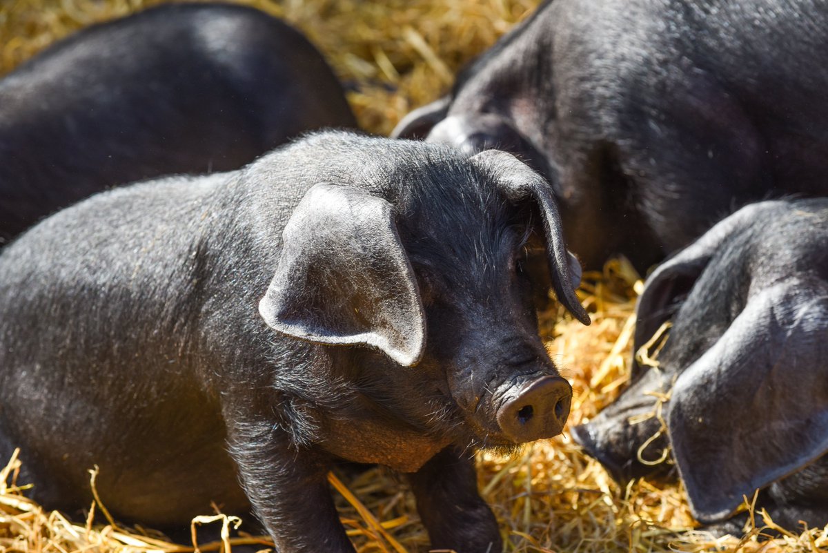 GressenhallFW's tweet photo. Please join us for free entry to the whole site this Sunday, the 9th June - for Open Farm Sunday! See amazing agricultural machinery, meet local farmers, try your hand at butter making, guess the cow's weight, plus lots more ... #Countyfarms #FarmSunday #Farm #Farmyard #animals https://t.co/kjuMKlzOOP
