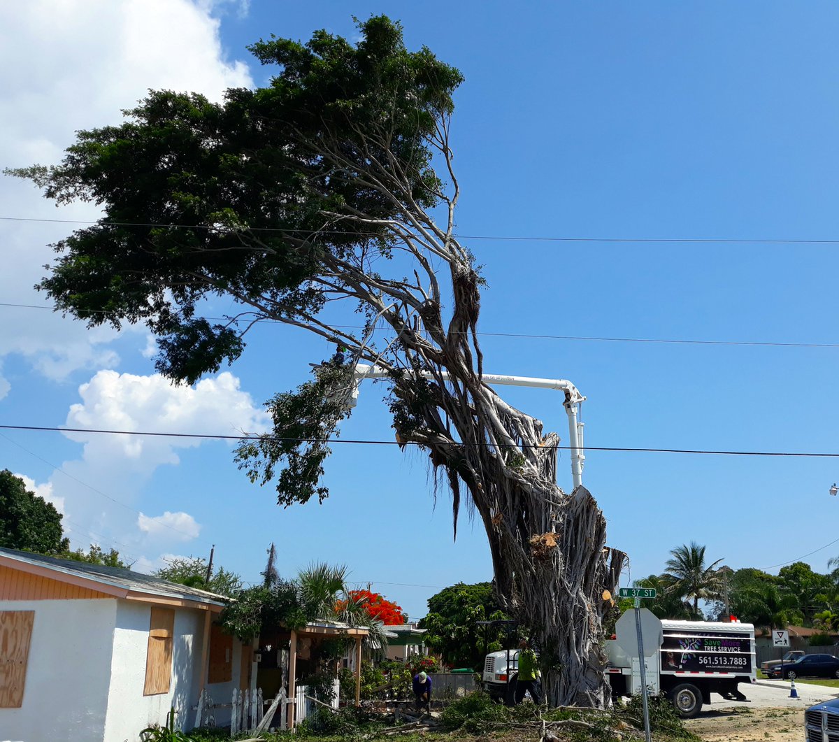 savemoretreesrv's tweet photo. From tree removal to pruning and trimming, SaveMore Tree Service handles it all! ππ΄π²π³ Give us a call for a no cost estimate! Upfront pricing, professional and on time service. 561-513-7883
https://t.co/R6pvY1Q7Fm #TreeService #SaveMoreTreeService #TreeCare #Landscape #SFL https://t.co/XHI3QsY09r