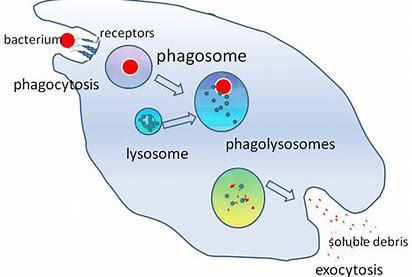 HarryGriff3's tweet photo. White blood cells carry out phagocytosis. #leregentsreview https://t.co/HAp56er3kH
