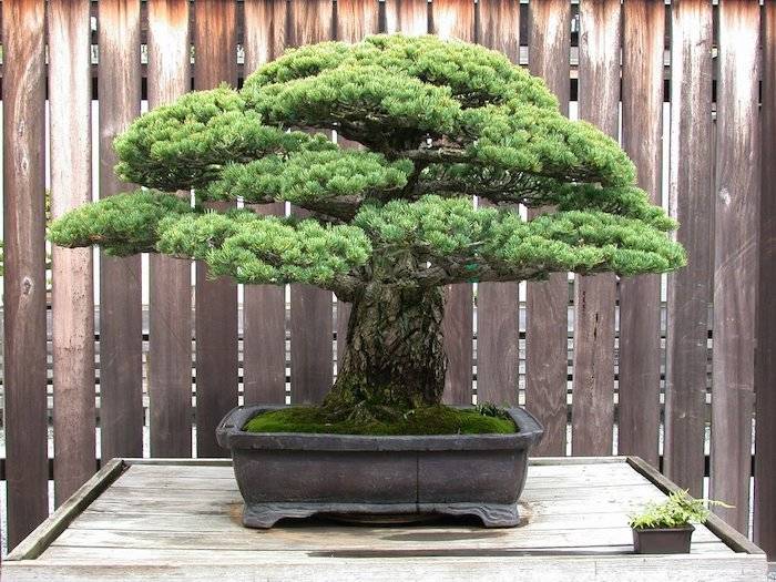 WashDC100's tweet photo. Have you ever heard the dark secret of DC’s bonsai tree?
https://t.co/6n63nowdEp https://t.co/05vdEN7jdG