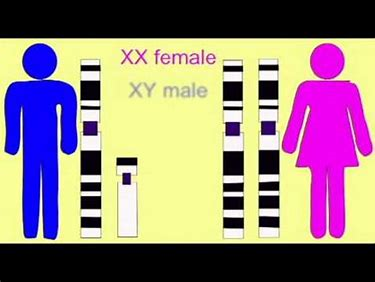 HarryGriff3's tweet photo. A male has an X and Y chromosome, females have 2 x's. #leregentsreview https://t.co/UKLe9fHe0A