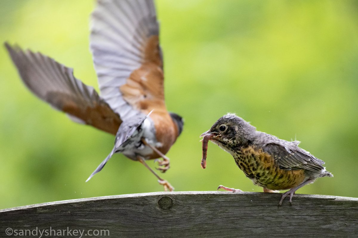 SandySharkey's tweet photo. When mamma robin arrived with a worm, this little chick was as excited as I get when my husband comes home with Haagen-Dazs peanut butter and chocolate ice cream.  #myottawa #birdsofottawa @audubonsociety  @ottawacity https://t.co/rYZ87xJJoN