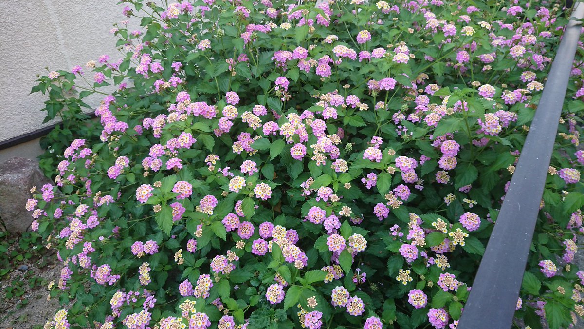 なびっち בטוויטר この小さいあじさいみたいな花 なんて花やろう