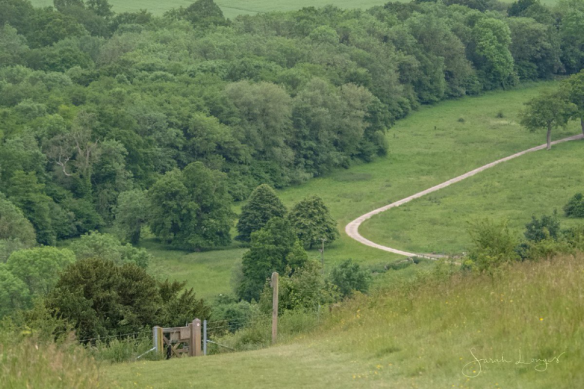 MiradorDesign's tweet photo. 5th of June #30DaysWild with @wildlondonpics at @southeastNT #DenbiesHillside 😁 Everything starts from the ground up, habitat is vitally important! The mound in the 1st image is a very important ant hill 🐜🐛🦋 https://t.co/805SSzS2no