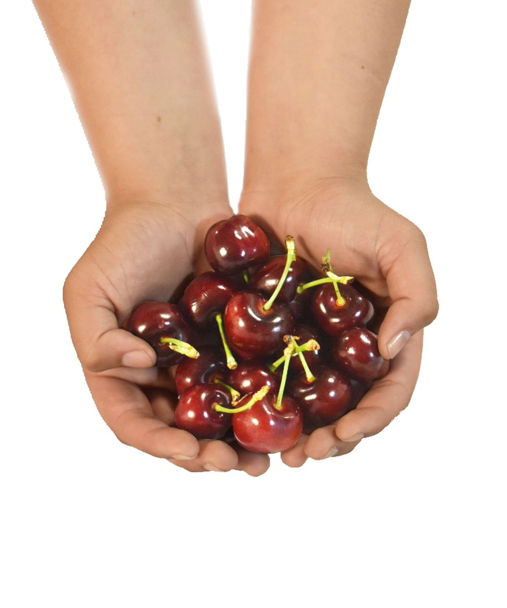 BranchToBox's tweet image. 🚨🚨Bing Bing Bing! 🚨🚨 In a few days, our California members will be receiving hand-picked Bing cherries fresh from our orchards. They’re packed with insulated packaging &amp;amp; ice to ensure a perfect arrival, then delivered right to the doorstep of your office! #branchtobox