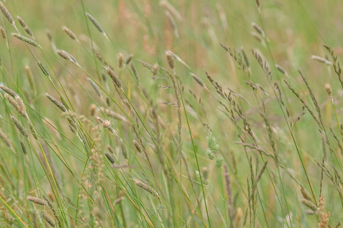 MiradorDesign's tweet photo. 5th of June #30DaysWild with @wildlondonpics at @southeastNT #DenbiesHillside 😁 Chalk hills and grasses provide a wonderful habitat for insects and small mammals! https://t.co/fnoL5Jbq0F