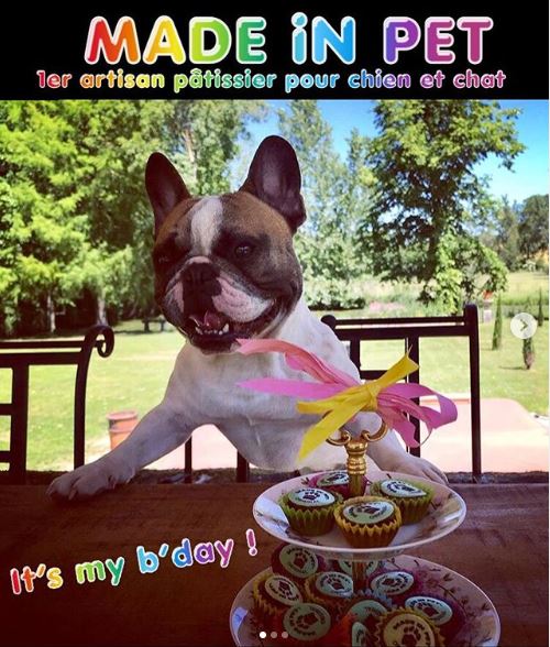 MadeInPet's tweet photo. [CÉLÉBRATION RÉUSSIE] 🎊🐶🎉😍
Le beau Gaston est tout fier de fêter son 1er anniversaire 
avec les Cupcakes MADE iN PET 🎁🎂💝 https://t.co/i3thc1r5rz 
#Chien #doggie #MADEINPET #cupcakes #Bulldog #madeinFrance #anniversaire #treats https://t.co/nexM4zDy1Y