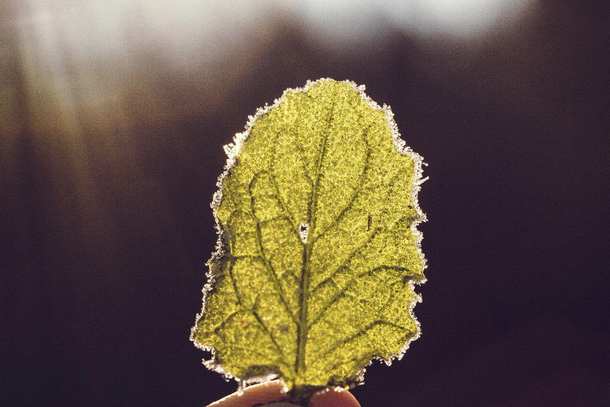 apparkmx's tweet photo. “What you do makes a difference, and you have to decide what kind of difference you want to make.” 
- Jane Goodall
#worldenvironmentday https://t.co/WfxcBBbTYN
