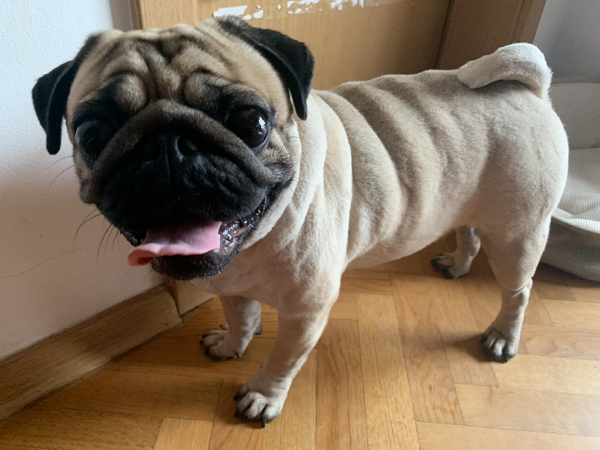 Ošišani sretni prasac :)