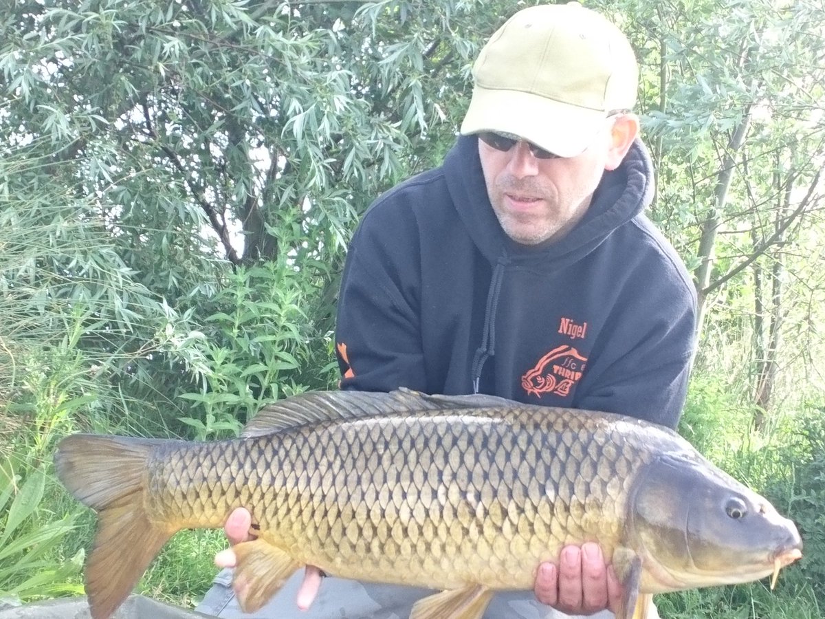 FFCBAITS's tweet photo. Tester Nigel with 4 fish on his first visit to a new club water. The awesome Shellfish Pro+ tempted these beauties including his new PB Mirror π
https://t.co/oOOoYbugMV
#carpfishing #newlake #Thripster https://t.co/RG1FfYEDv5