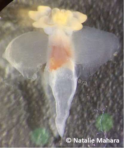 A #wildlife photo for our #IOFPhotoArt contest: 

A lovely picture of Clione limacina, or sea angel, from Natalie Mahara, a Research Assistant at #BrianHunt's Pelagic Ecosystems Lab @nataliemahara @UBCeoas

#photography #seaslug #marine #WorldOceansDay