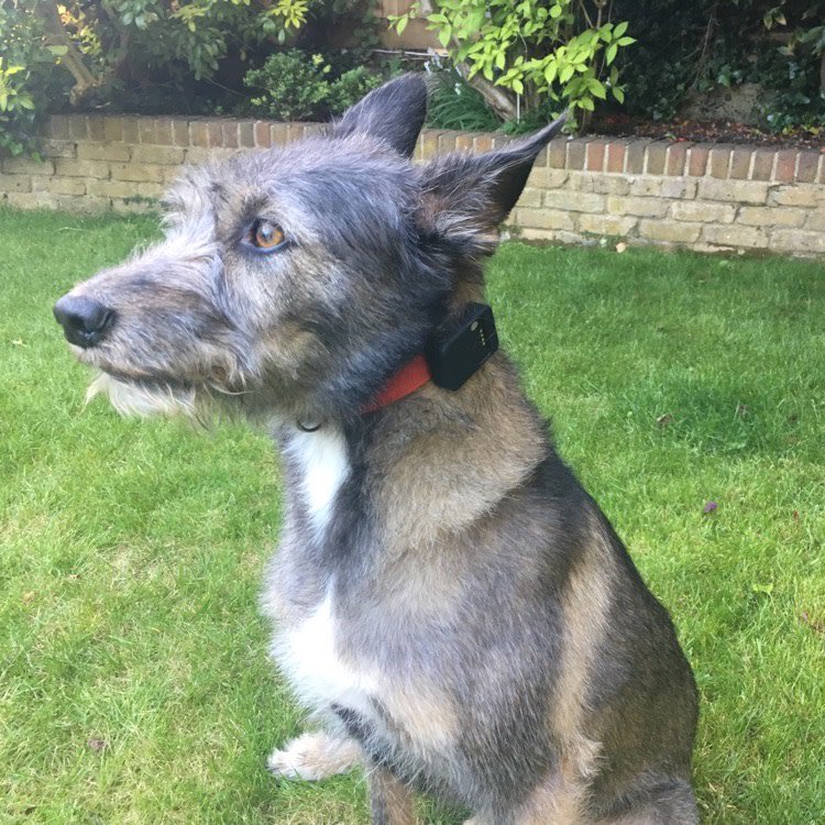 StyleTails's tweet photo. When the team at @Tail_it asked us to review their GPS #pettracker, I was interested to see how it performed. At just 22g, the tiny black box can be comfortably fitted to the collar of even the smallest #dog (or #cat). https://t.co/hghTY97KzI https://t.co/iknEGFh4m7