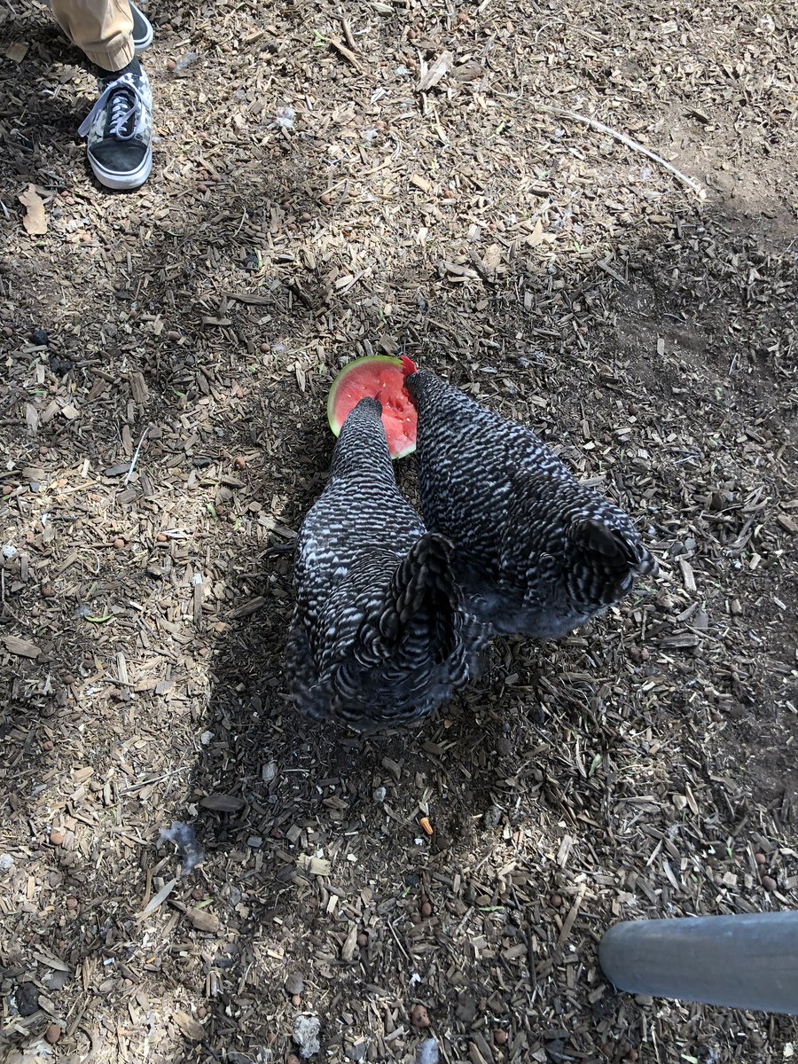 FeasterCharter's tweet photo. Grateful to @ToshibaInnovate for helping to make this #feasterfarm learning area so effective for our #feasterlearns students! #gratitude #growinghumanitarians https://t.co/nAC07jX0LN