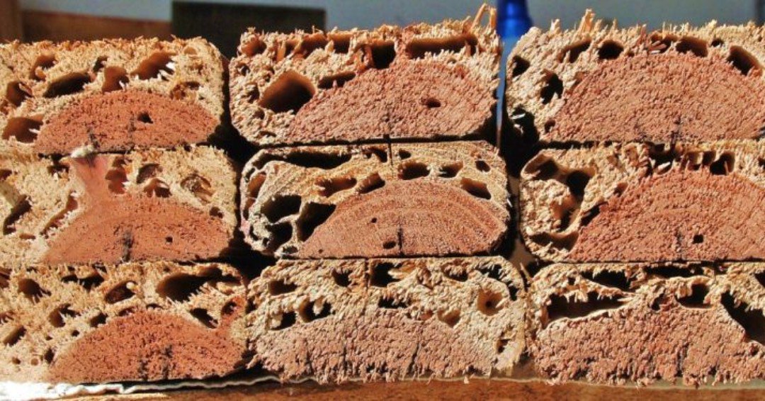 GeffroyTermite's tweet image. #PestProtection #UnionCityTermiteControl #NewarkTermiteControl