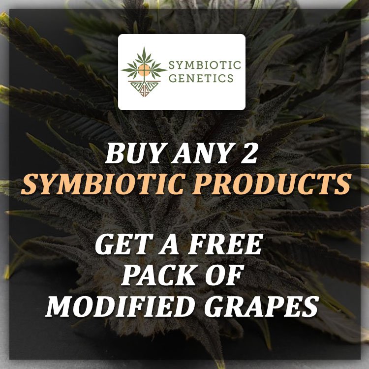 Just a Reminder - Symbiotic Genetics Special

Buy 2 get a Free pack of Modified Grapes

Bred by @symbioticgenetics #PurplePunchF2 #cannabiscommunity #dank #GrowYourOwn #SeedBank #CannabisSeeds #cannabisseedsonline #seedbankorder #seedtoweed #healthymadeseeds #symbioticgenetics