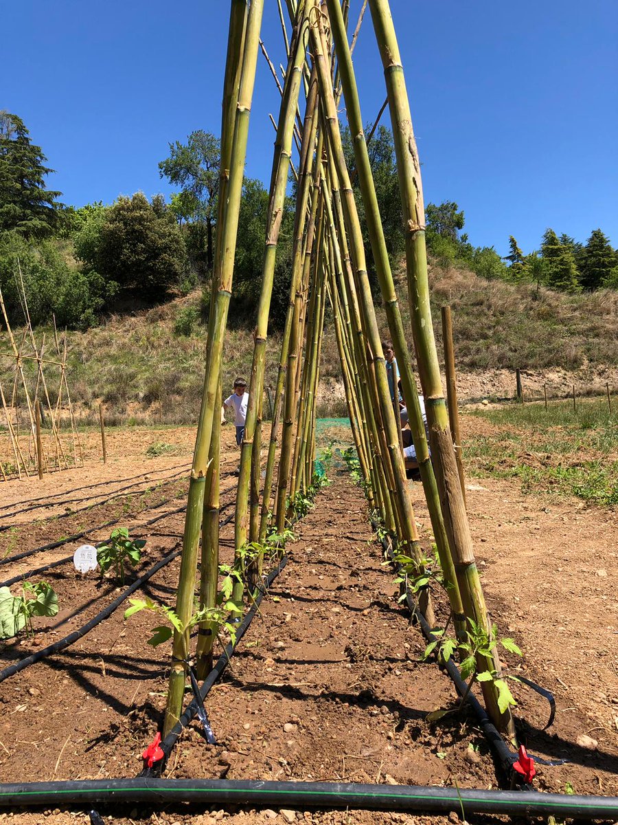 Els horts de Puigvert tweet media