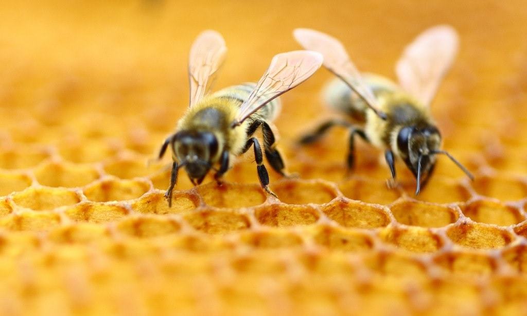 Les abeilles sont capables de faire correspondre des symboles à des nombres basseychelles.wordpress.com/2019/06/05/les…