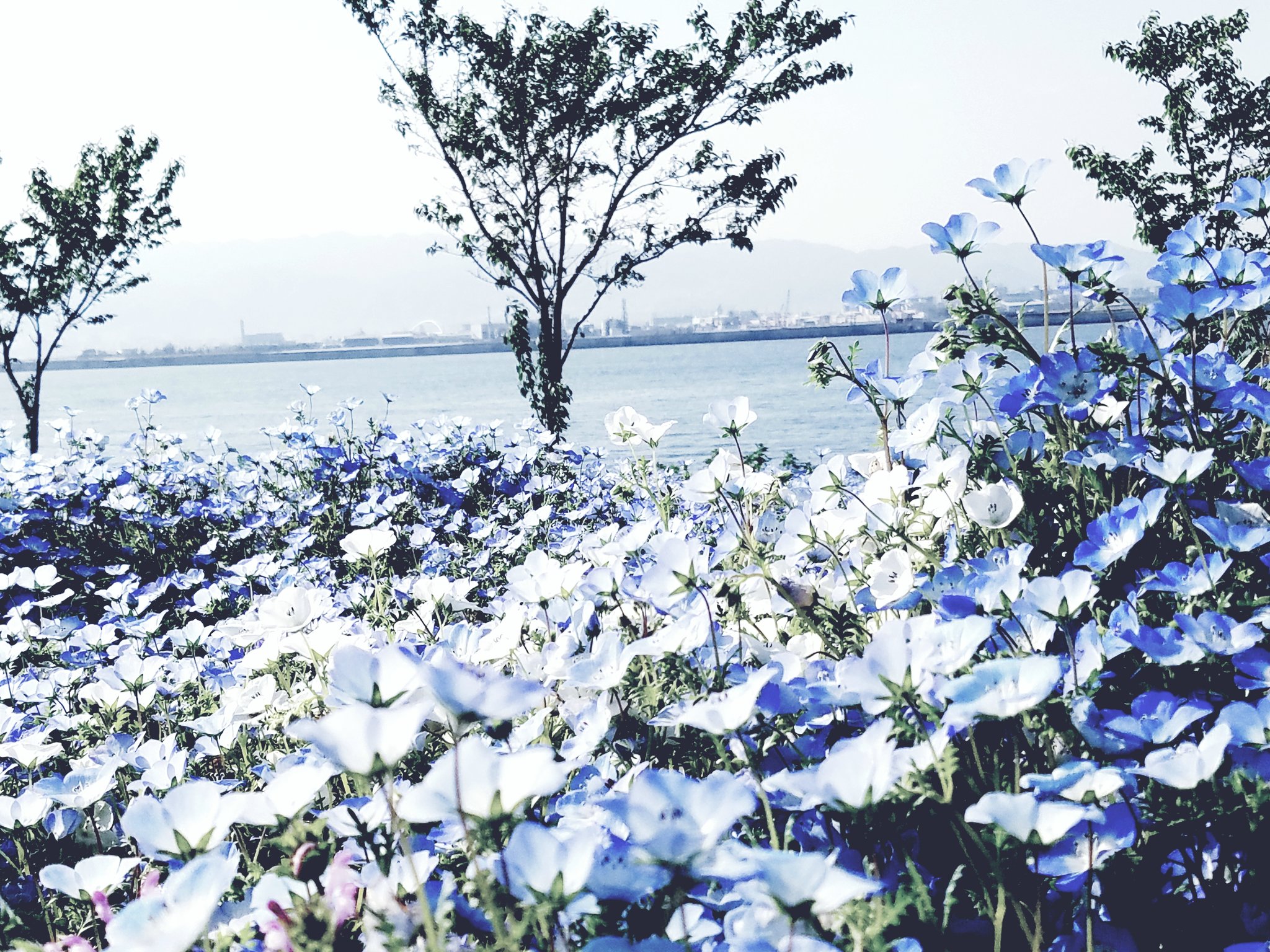 おやま エモい 系ネモフィラまとめ 舞洲 ネモフィラ ネモフィラ祭り 花が好きな人と繋がりたい 写真好きな人と繋がりたい Android越しの私の世界 T Co 6tgjdxu1sw Twitter