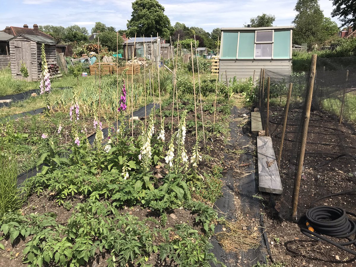 jackwallington's tweet photo. While I love social media, in the gardening world it sometimes has a knack for making you feel pants. We all post the best things because they’re beautiful and interesting but inadvertently ignore the bad. In reality no one is perfect and we all have things that slip. 🙌 https://t.co/n4CMnZIdi9